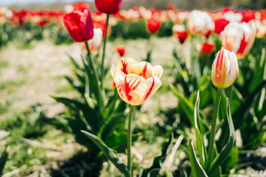 Close-up of a yellow tulip with red streaks in bloom