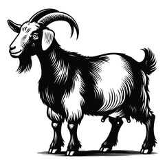 goat on a white background