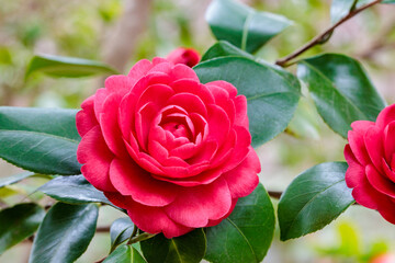 Beautiful red camellia Anzac flowe bloomingr in the garden.