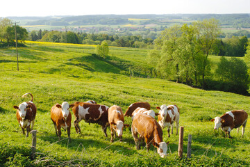 Kühe, Rinder auf der Weide © Peter Oetelshofen
