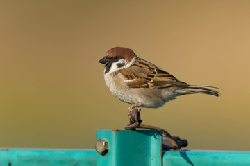 器用に鉄線の上に立つスズメ