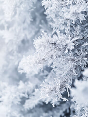 Winter Frost: A close-up of a frosted plant displays delicate crystalline ice formations, creating a serene and ethereal winter landscape.