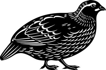 High-quality birds vector illustration featuring a variety of bird species in different styles—perfect for nature-themed designs, educational materials, wildlife branding, greeting cards, posters, and