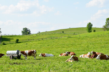 K&uuml;he auf der Weide