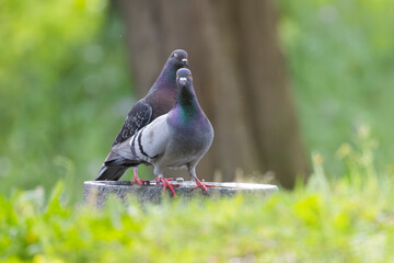 Two pigeons standing on a stone in a green park