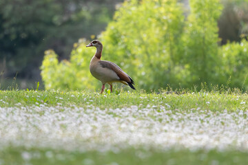 Egyptian goose standing on grassy field with white flowers