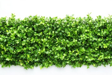 Fototapeta premium Top view of a lush green hedge for landscaping isolated on a white background