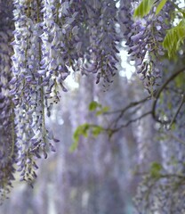 close-up of purple cascading wisteria flowers, fully bloomed, green leaves, floral background with copy space. nature, spring, springtime, tranquility, purple flowers, romantic floral imagery concept.
