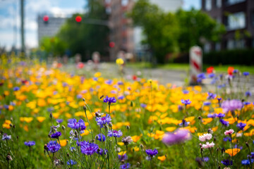 Local flowers planted in the city to help bees. Eco friendly yet beautiful way how to help the environment.
