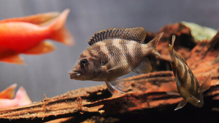 Malawi cichlid fish swimming in aquarium with colorful fish in the background