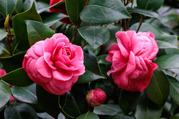 Beautiful red camellia Beniotome flower blooming in the garden.
