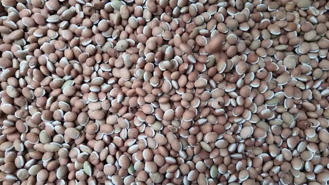 Lablab purpureus  seeds  in slow motion
