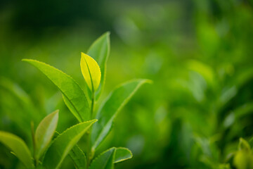 Close-up of a twig of green tea on a plantation. Pleasant bokeh on a photo with extremely blurred background. Real natural scene.