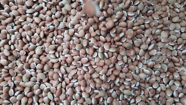 Hyacinth bean seeds , slow mo shot
