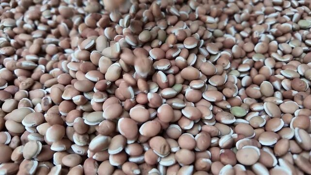 Brown Hyacinth beans , falling in slow motion  ,  detailed shot