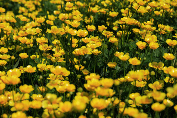 Ranunculus repens Creeping Buttercup Meg many feet flower close up