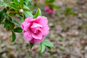 Beautiful pink camellia Debbie flower blooming in the garden.