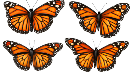 4 monarch butterflies flying clip art, isolated on a Transparent background PNG