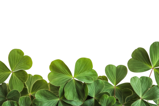 shamrock border on transparent background, saint patrick's day