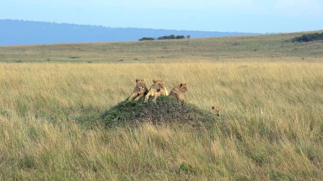 Lions Sitting on Old Termite Mound Scanning the Landscape - Masai Mara Kenya Africa