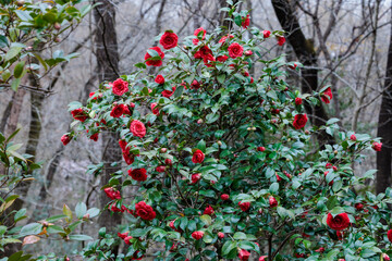 Beautiful red and rare camellia ‘Glen40’ flowers in the garden.