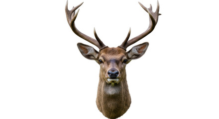 Isolated Red Deer Stag Head