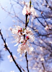 spring awakening: tree in bloom