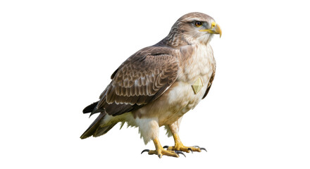 Isolated Buzzard