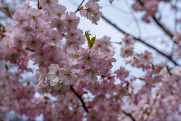 Obraz premium A tree with pink flowers. The tree is in the background