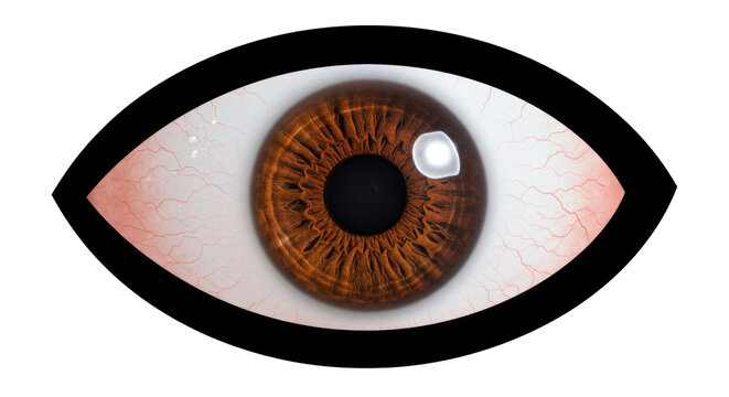 recommend clip art: Isolated Brown Eye Human Vision