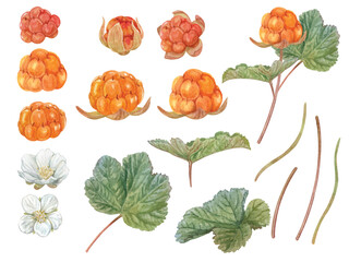 Vector elements of Cloudberry with hand drawn watercolor isolated on white background (Eps file)