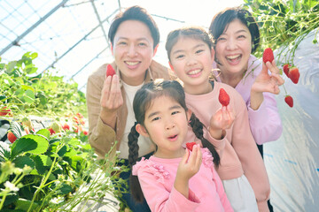 農園でいちご狩りを楽しむ4人家族