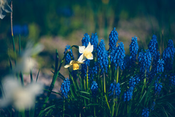 Spring blosoom colorful flower outdoor