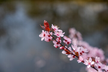 A pink flower with a red stem. The flower is on a branch. The branch is on a tree