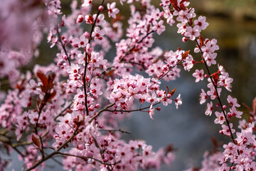 Obraz premium A tree with pink flowers. The flowers are on the branches. The branches are green