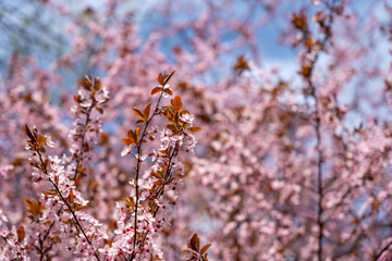 A tree with pink flowers of cherries. In the background