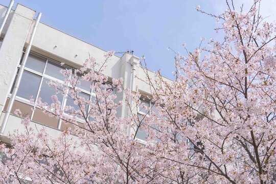 学校の校舎と桜