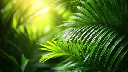 Obraz premium Lush green palm leaves