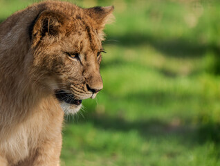 African Lion Cub - Panthera leo