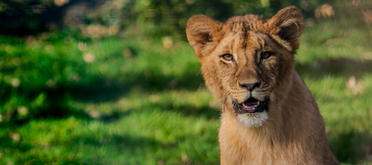 African Lion Cub - Panthera leo