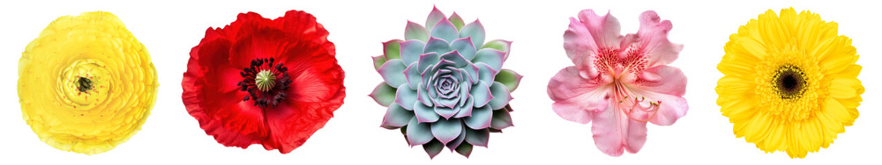 PNG Vibrant flowers and succulent, element set on transparent background