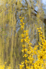 A yellow flower with a stem. The stem is brown. The flower is in the foreground. The background is blurry