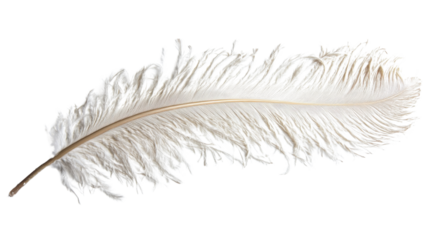 Elegant White Ostrich Feather Isolated on Clean White Background for Design and Decoration