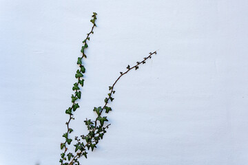 A small green plant with leaves is growing on a white wall. The plant is growing in a curved shape