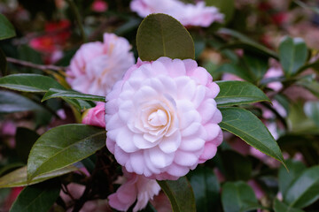 Beautiful pink camellia Kitty flower blooming in the garden.