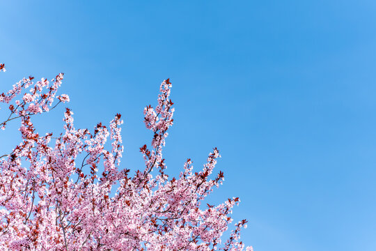 A tree with pink flowers is in front of a blue sky. The sky is clear and bright - Powered by Adobe