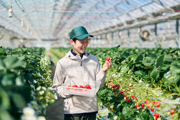 ビニールハウスで収穫作業をするいちご農家の男性