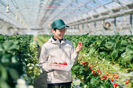 ビニールハウスで収穫作業をするいちご農家の男性