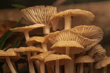 Gymnopus mushrooms are a genus of saprotrophic decomposing fungi, commonly found in leaf and woody...