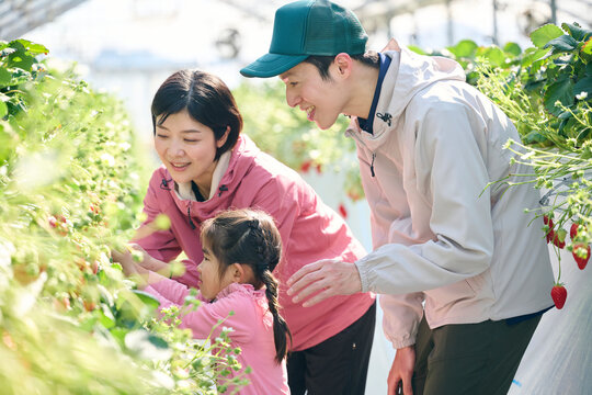 ビニールハウスで収穫作業をするいちご農家の家族